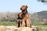 AIREDALE TERRIER 210